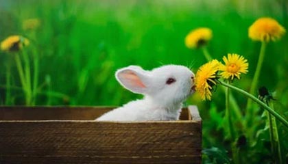 九州平台|冰雪运动赛事v4.1.4